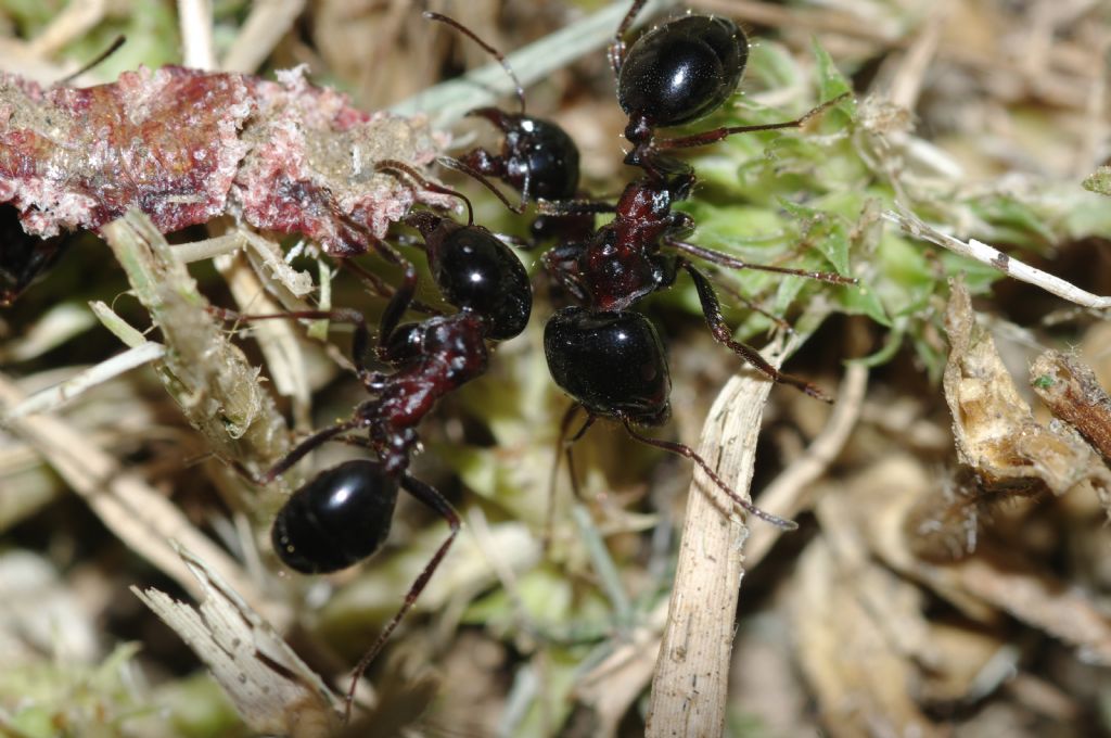 Messor wasmanni con lombrico secco